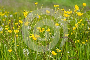 Yellow spring flowers and overblown dandelions on a sunny meadow