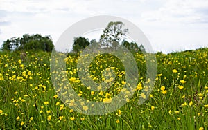 Yellow spring flowers and overblown dandelions on a sunny meadow