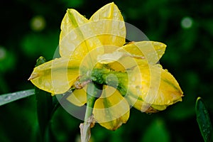 yellow spring flowers in springtime covered with rain drops