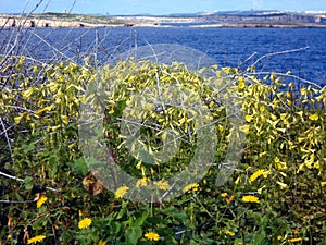 Yellow spring flowers on a sunny January day with the deep blue Mediterranean sea and islands in the background in Qawra , Malta