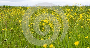 Yellow spring flowers on a sunny meadow