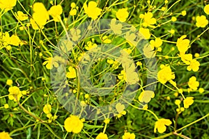 Yellow spring flowers on a sunny meadow