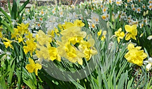 Yellow spring narcissus flowers. Yellow Narcissus flower also known as daffodil, daffadowndilly, narcissus, and jonquil