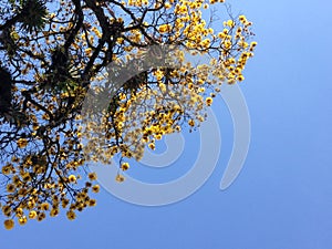 Yellow spring / Primavera amarilla photo