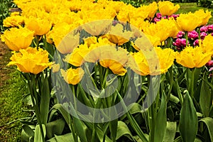 Yellow spring tulip flowers flowerbad natural background