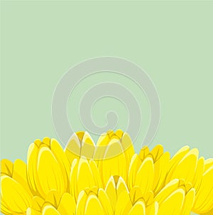 Yellow spring tulips