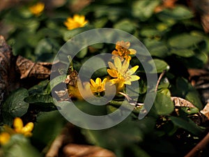 Yellow spring in Ukraine