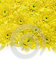 Yellow springtime flower