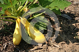 Yellow Squash photo