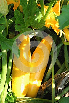 Yellow Squash