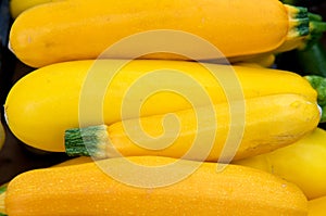 Yellow Squash
