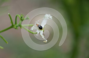 Yellow Squash Beetle (Aulacophora indica) perched on the flower