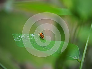 Yellow Squash Beetle (Aulacophora indica) perched on the green leaves