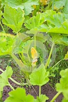 Yellow squash blooms in the bed. Home farming