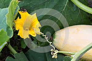 Yellow squash blossom with bumblebee on it near pumpkin fruit in garden, pumpkin flower blooming in farmers field in summertime