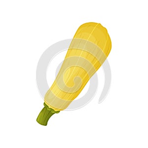Yellow squash close up. Vector illustration on white background.