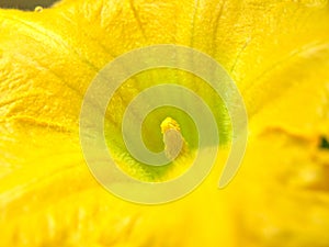 Yellow squash flower