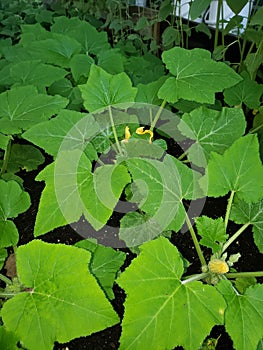 Yellow squash plants in bloom