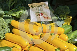 Yellow Squash