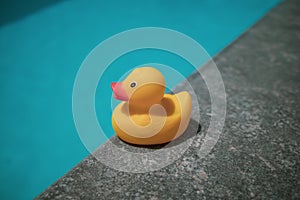 Yellow squeaky duck is on the edge of a swimming pool