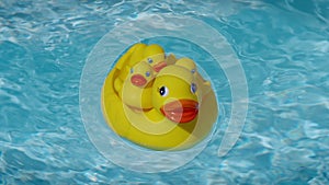 Yellow squeaky ducky family in the pool