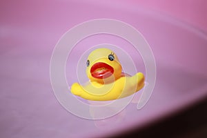 Yellow squeaky ducky in the pool