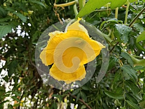 Yellow Squish Flower