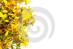 Yellow St. John`s wort flowers isolated on white background with copy space