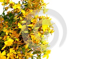 Yellow St. John`s wort flowers isolated on white background with free space for text