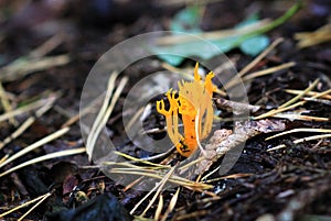 Yellow staghorn, aka Jelly Antler Fungus Calocera viscosa photo