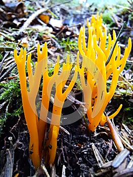 Yellow stagshorn or Calocera viscosa photo