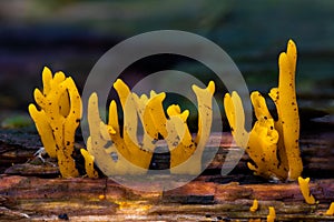 The yellow stagshorn, Calocera viscosa, is a jelly fungus, a member of the Dacrymycetales photo