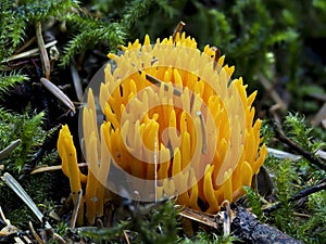 The Yellow Stagshorn Calocera viscosa photo