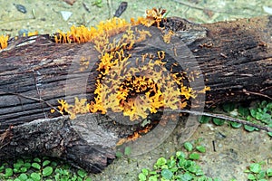 Yellow stagshorn (Calocera viscosa),Yellow jelly fungus. photo