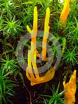 Yellow Stagshorn (Calocera viscosa), yellow slimy mushroom in the forest near the city of Yaremche.