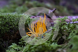 Yellow stagshorn, clavarioid viscosa mushroom, vivid yellow fungus in the green moss in woodland