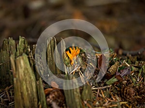 Yellow Stagshorn fungus photo