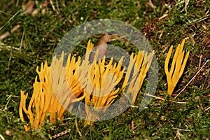 Yellow Stagshorn Fungus photo