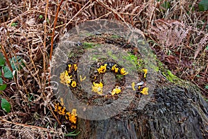 Yellow Stagshorn fungus on tree stump photo