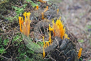 Yellow stagshorn fungus in a wood