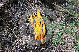 Yellow stagshorn fungus in a wood photo