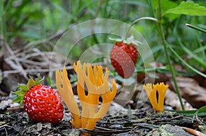 Yellow Stagshorn and strawberries photo
