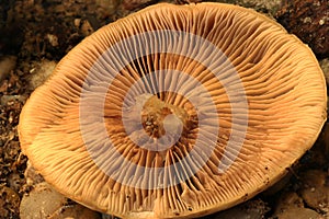 Yellow Stainer Mushroom Gills Abstract A