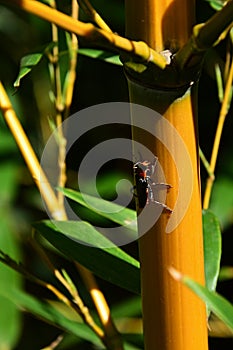 Yellow stalk of bamboo with grean leaves visible in background and some beetle, possibly of family Rosalia