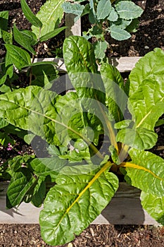 Yellow stalk Swiss chard growing organically in the garden.