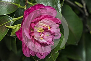 Yellow stamen on pink flower