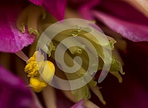 Yellow stamen on pink flower