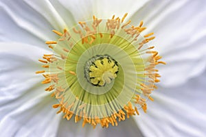 Yellow stamen of poppy flower