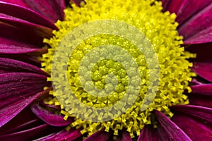 Yellow stamen on purple flower