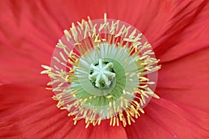 Yellow stamen of red poppy flower